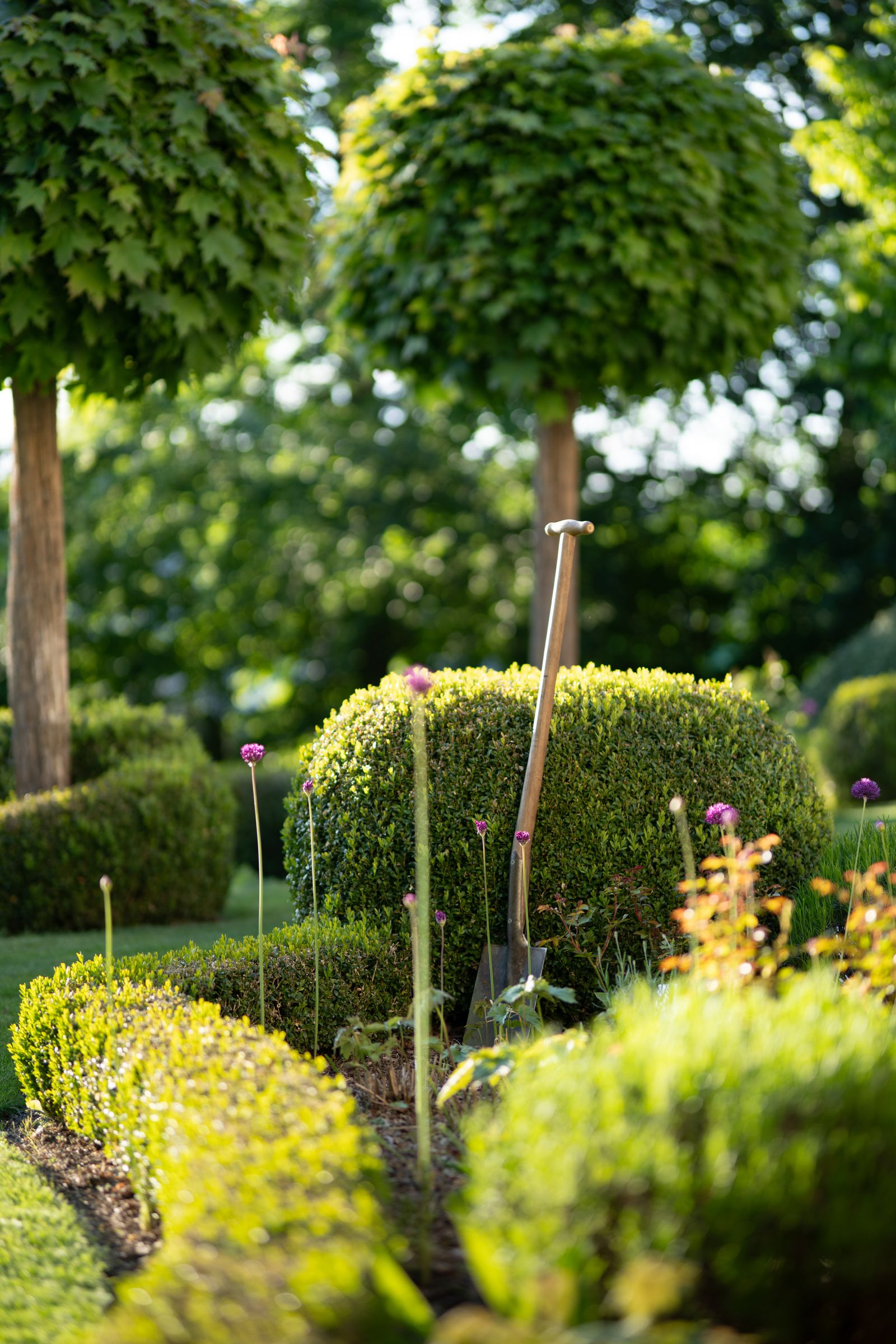 A designed garden of clipped topiary and box hedging with a spade set into the border
