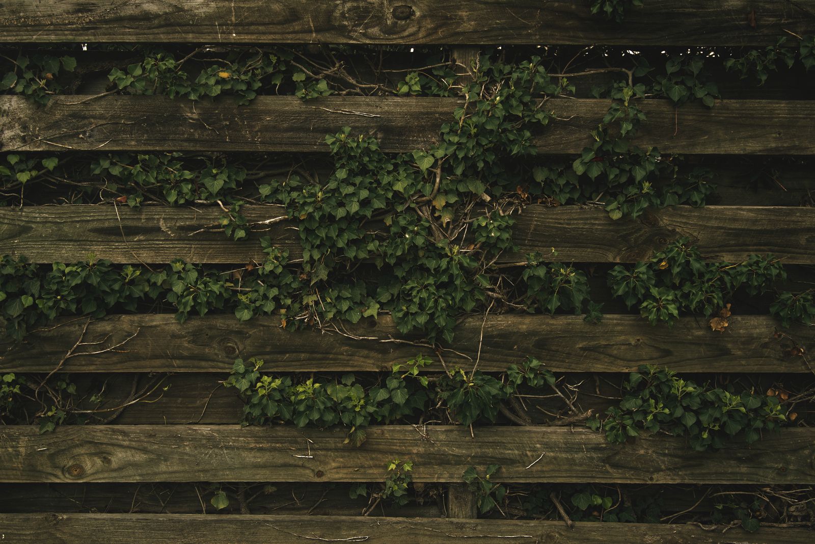 Fencing