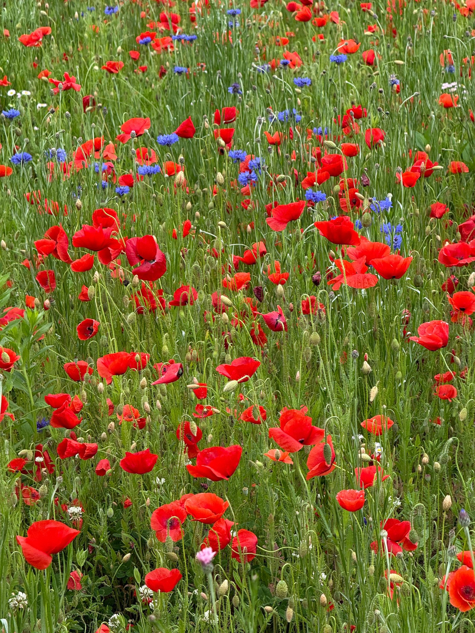Wildflower Meadow Design