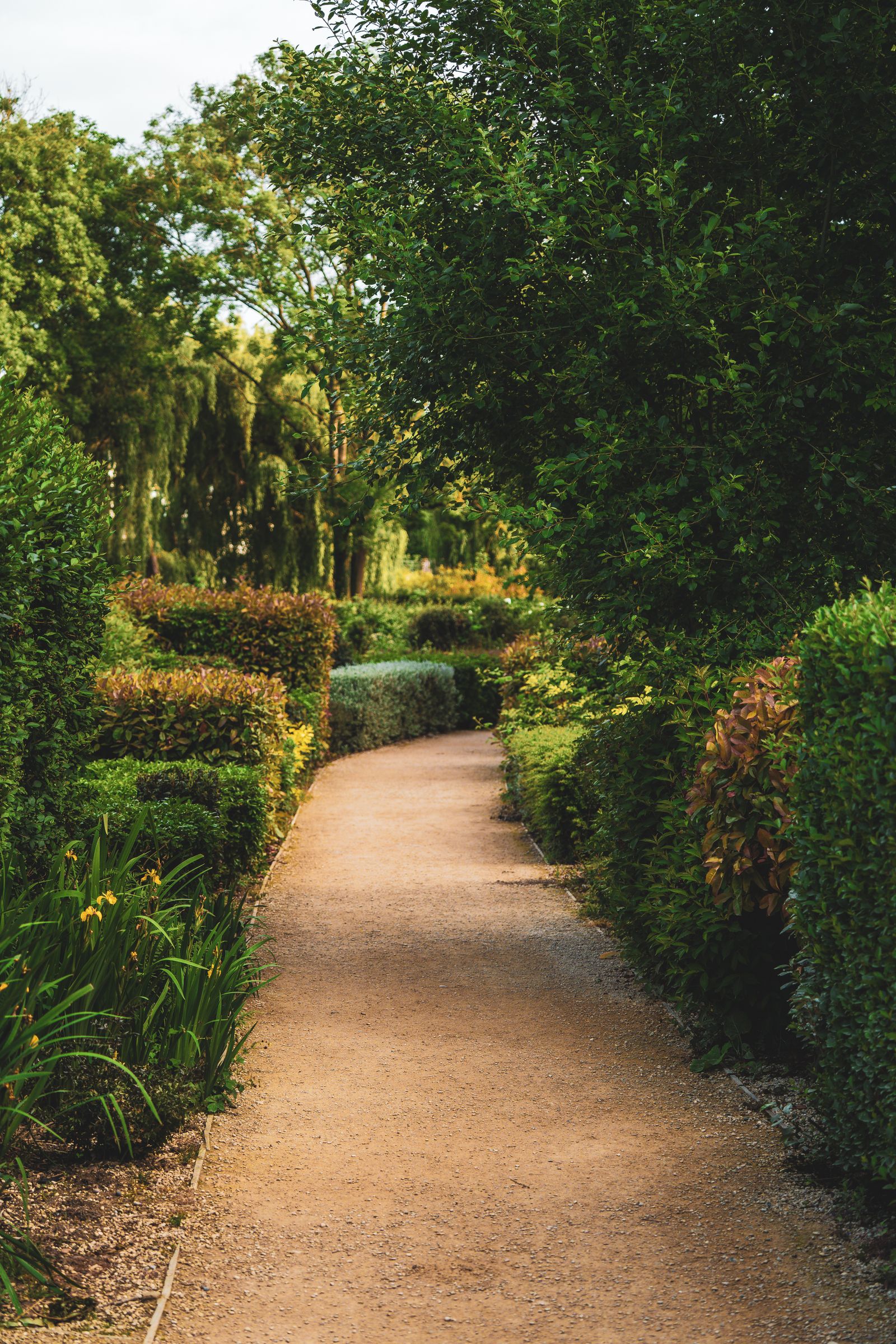 A garden path running between clipped hedges and mixed planting