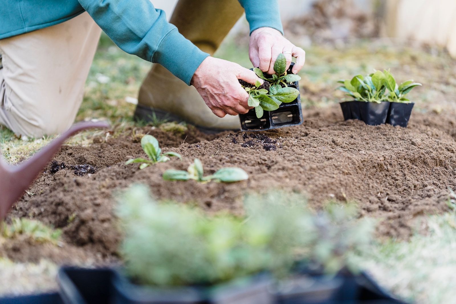 A pair of hands setting young plants into freshly prepared soil